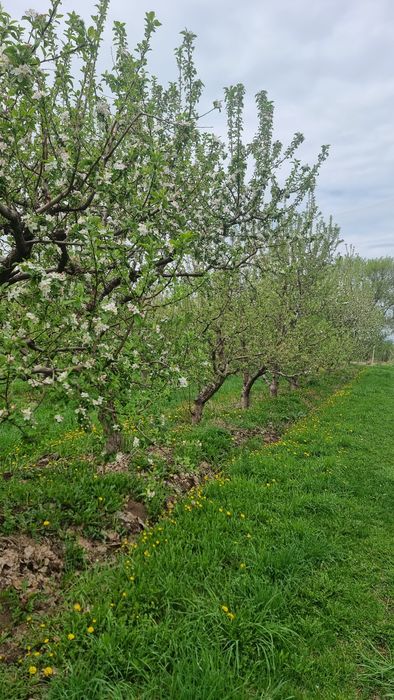Яблоневый сад...