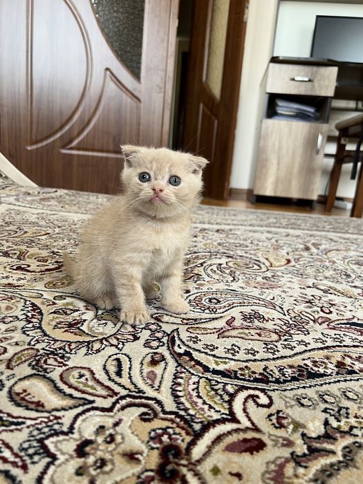 Скотиш фолд