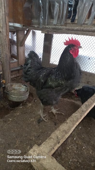 Продажа имеется яйцо