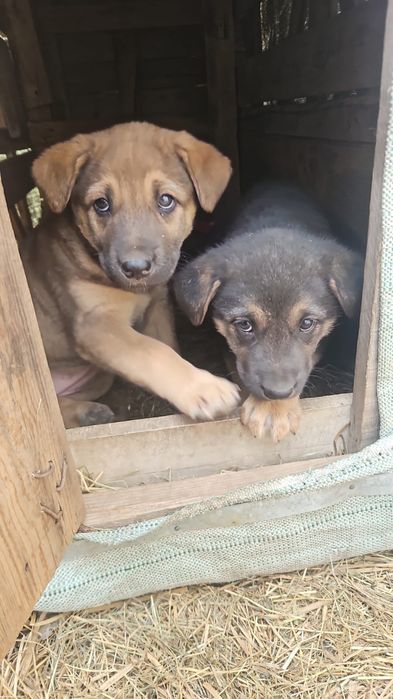 Щенок ищет дом. Будет не большим