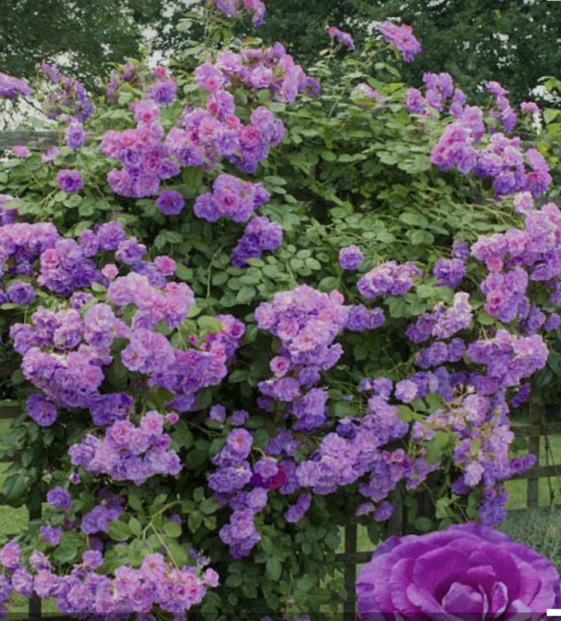 Вьющиеся розы  5 сортов