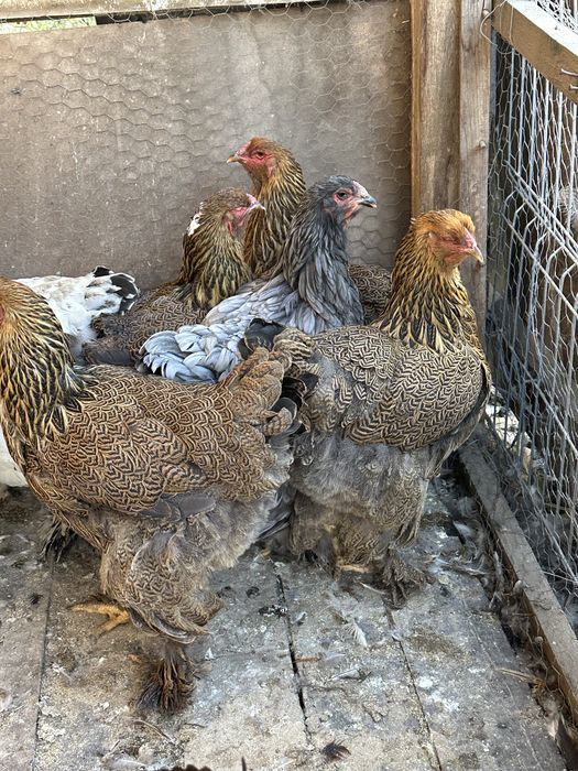 Familie brahma potarnichiu pe negru 3+1