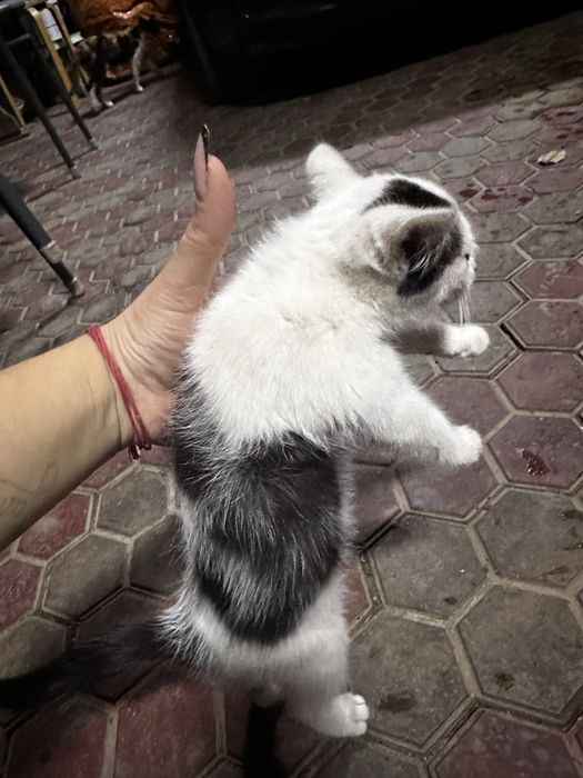 Отдам котят в добрые руки