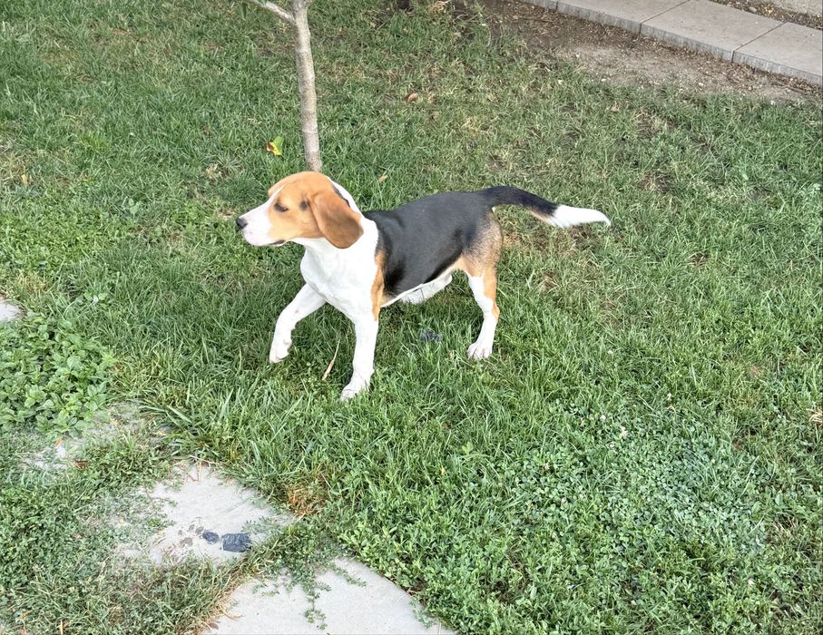 Mascul beagle 10 luni