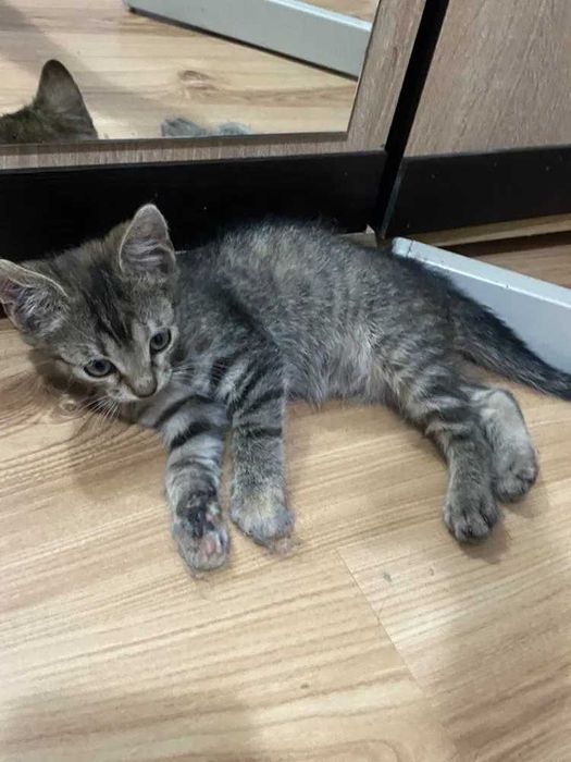 Pisicuță pentru adopție