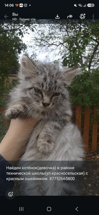 Котенок метис найден