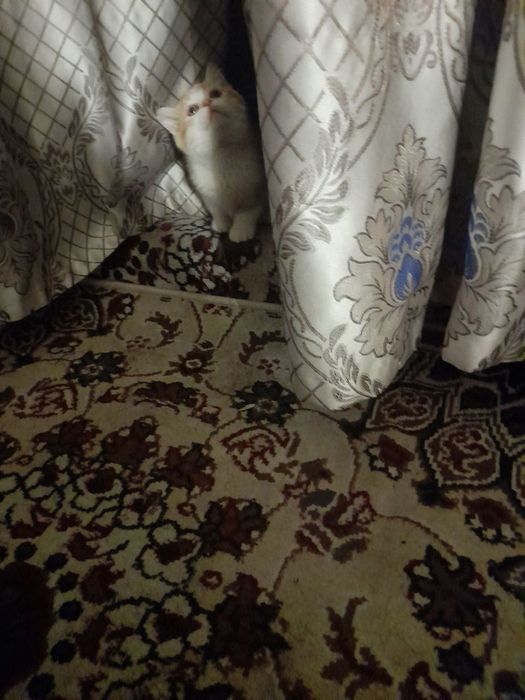 Toza zotli mushukchalar sotiladi srochniy