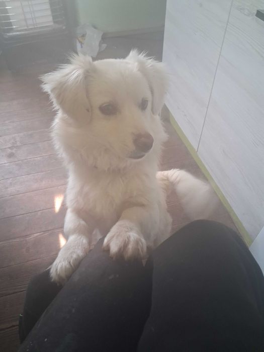 Животинчета продажба