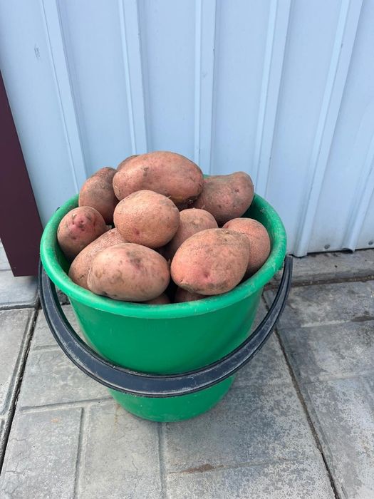 Продам дачный картофель