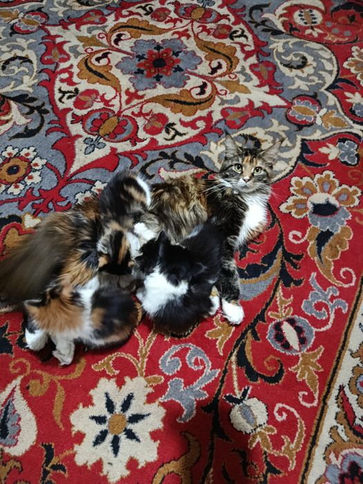 Мейнкуны котята продам