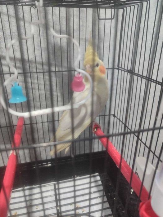 Срочно продаем попугая корелла