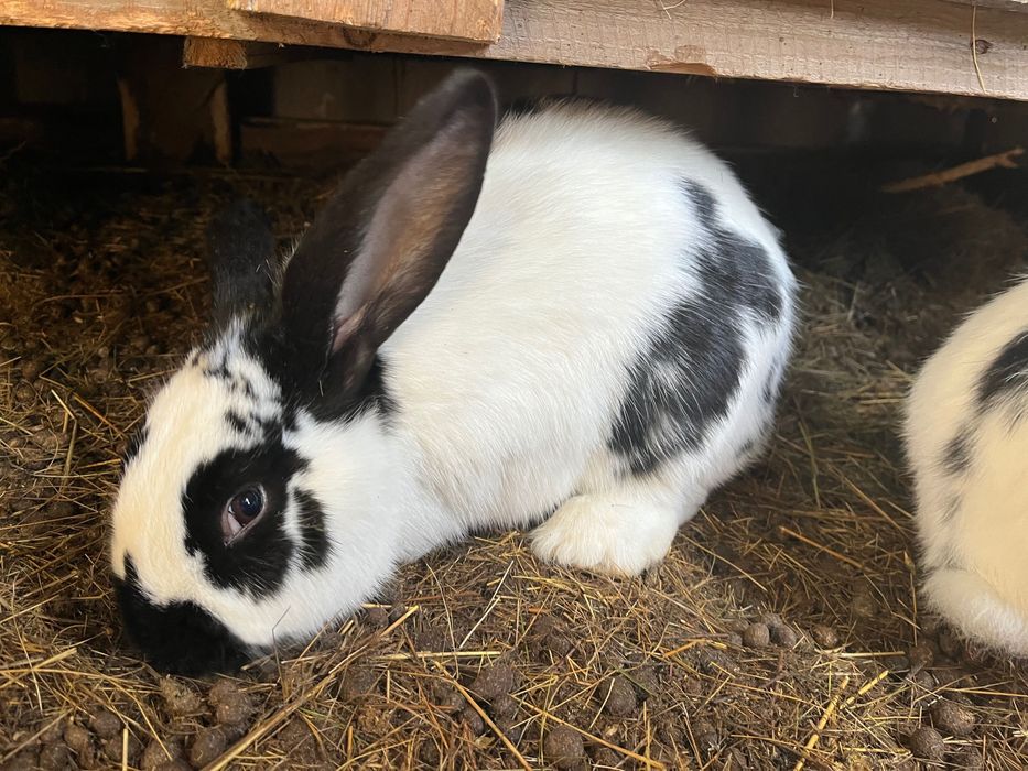 продам кроликов.