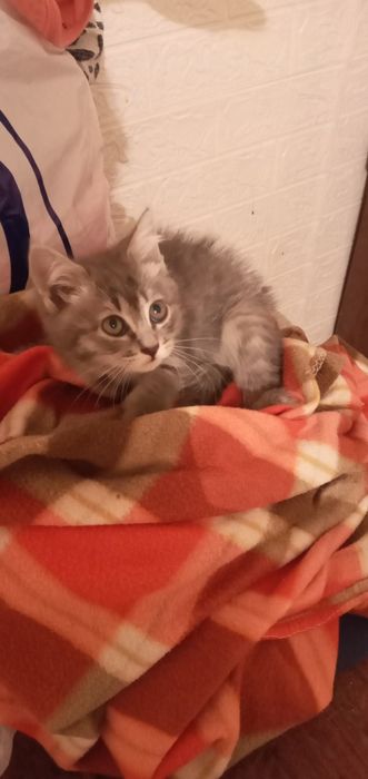 Отдам котёнка бесплатно