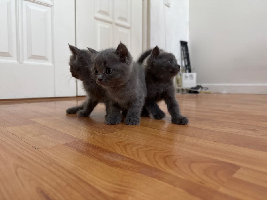 Продам котят британской короткошерстной