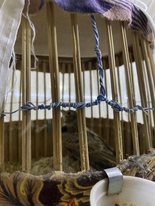 Karella va boshqa sayroqi qushlar