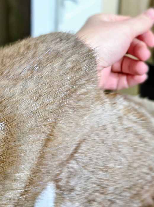 Blana naturala  ușor negociabil