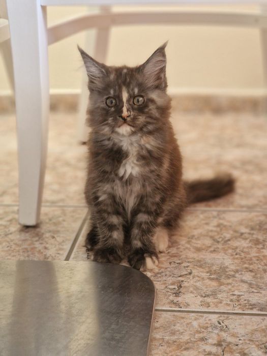 Котенца Мейн Куун