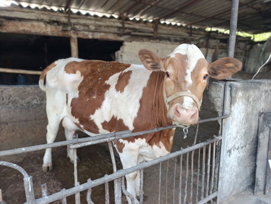 Semental sigir sotiladi