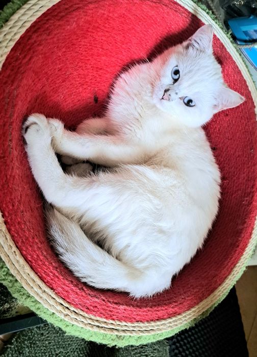 Шотландско котенце