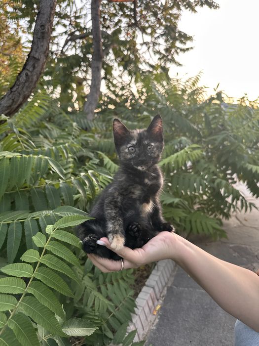 Котята в хорошие руки