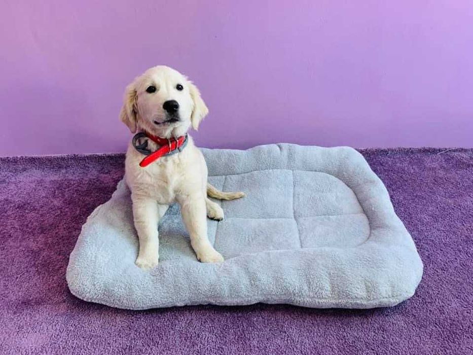 Плюшено легло за куче , кохавлия