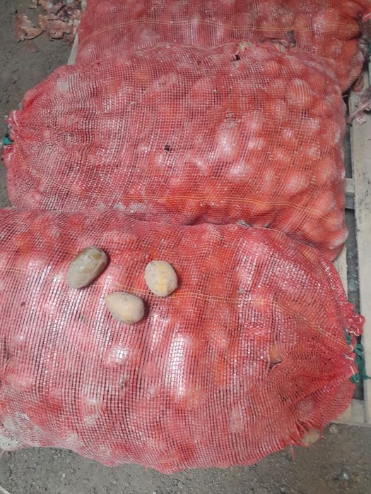 Продам  семяную картошку