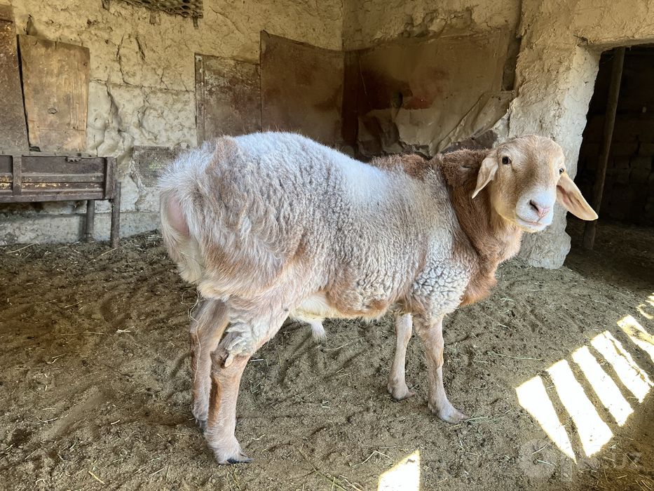 Sogliq va qochqor sotiladi
