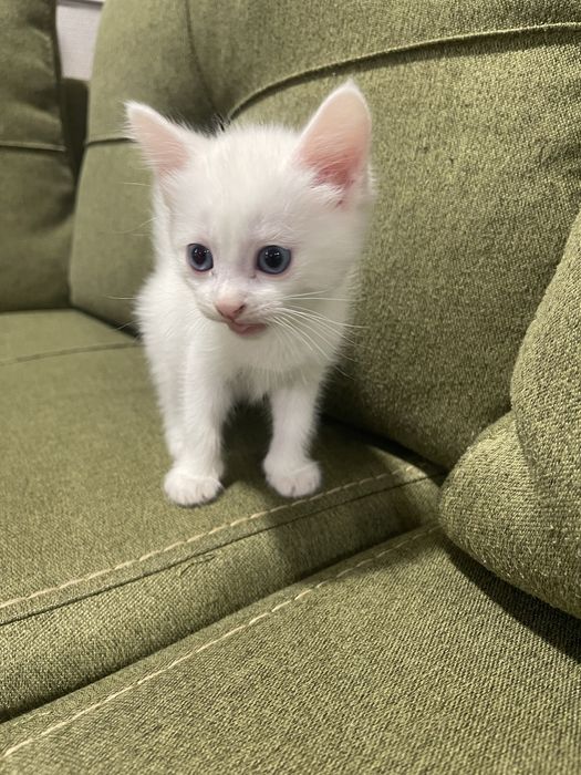 Продам белого котенка турецкий ангор