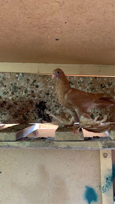 Голуби бойные молодежь