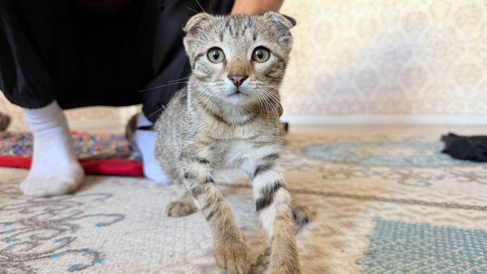 Мысық бар шатлански Есть кошки