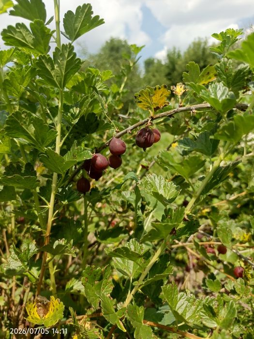 Продам дачу  в районе кривого озера
