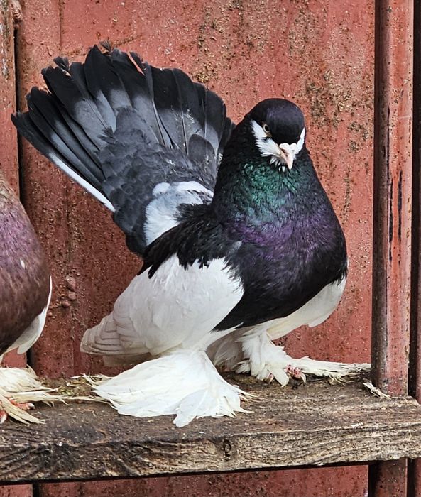 De vânzare  Porumbei de Volga