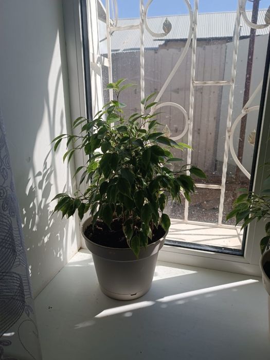 Продам цветы комнатные
