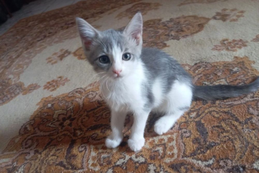 отдаём котят в добрые руки