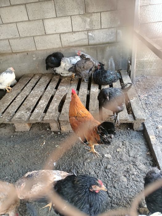 Продам молодой петухи