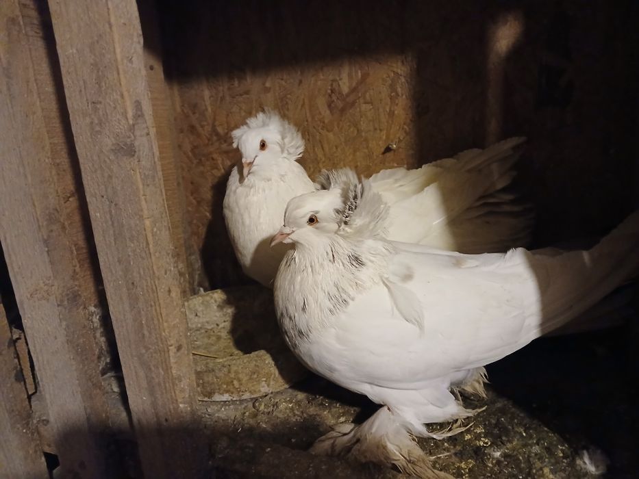 Porumbei de ornament