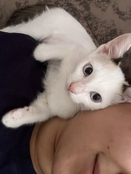 ОТДАМ котенка в добрые руки