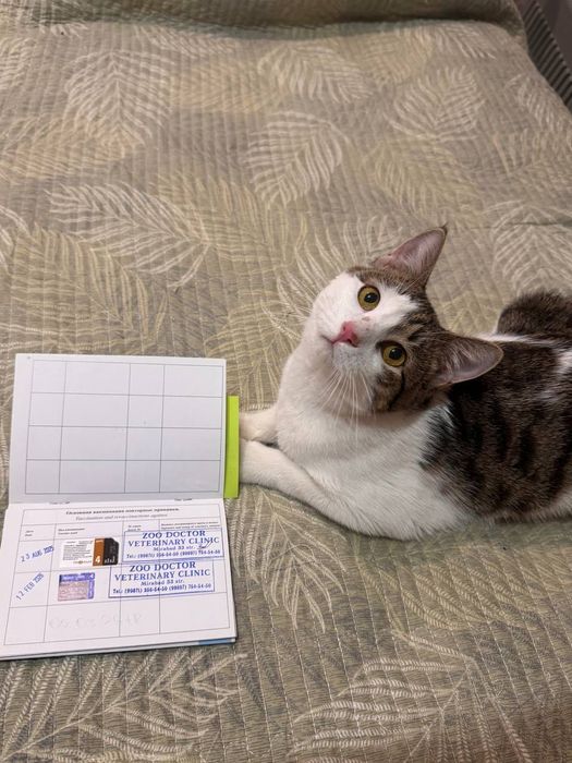 Добрым и ответственным людям замечательного котика