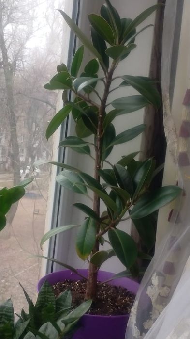 Срочно! Фикус! Окончательно!