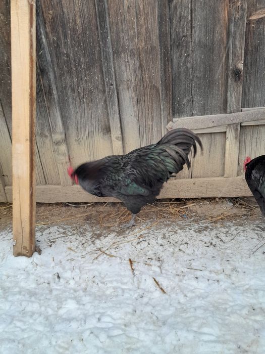 De vânzare doar cocosi și rățoi!