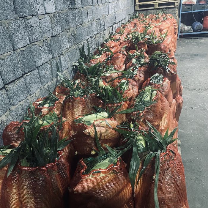 кукуруза молочная