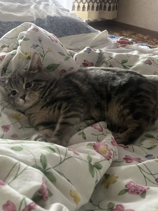 Отдам ласковую кошечку