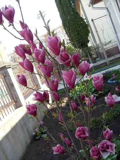 Magnolia rubra rustica