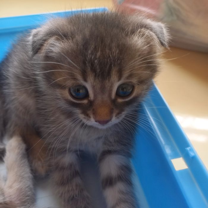 Вислоухие котята мальчик и девочка