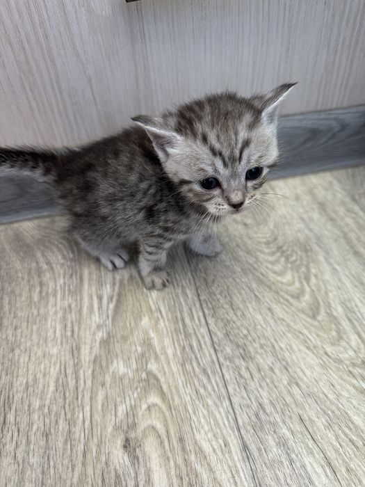 Отдам шотландских котят