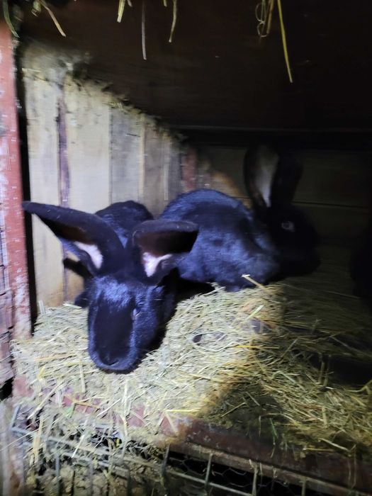 Iepuri marele german