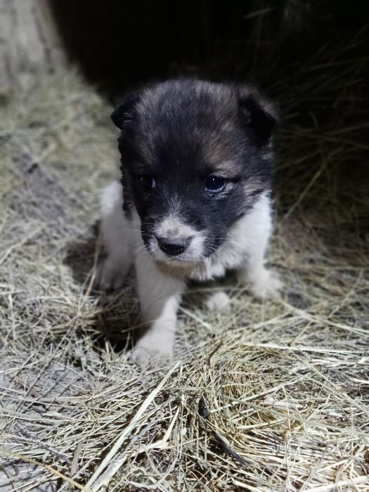 Отдам щенков в хорошие руки