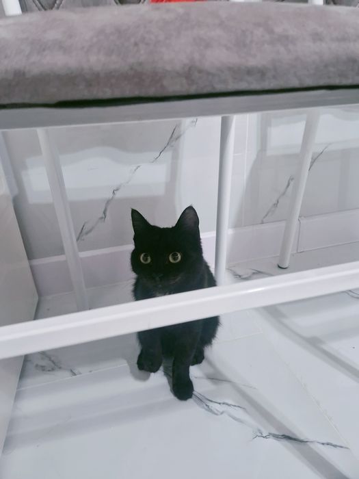 Мысық ақылдыыыыы