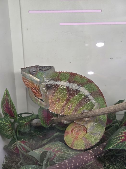 Furcifer pardalis cameleon