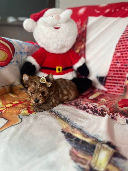 Yorkshire terrier Gold